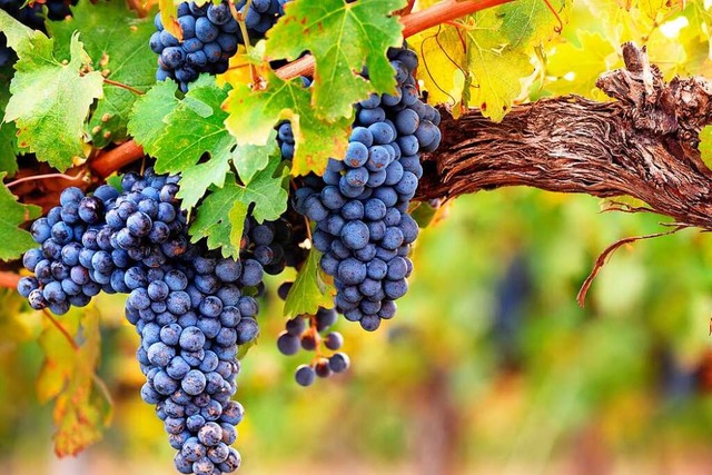 In diesem Jahr sieht es in den Weinber...sher nach einer recht guten Ernte aus.  | Foto: Andrew Hagen