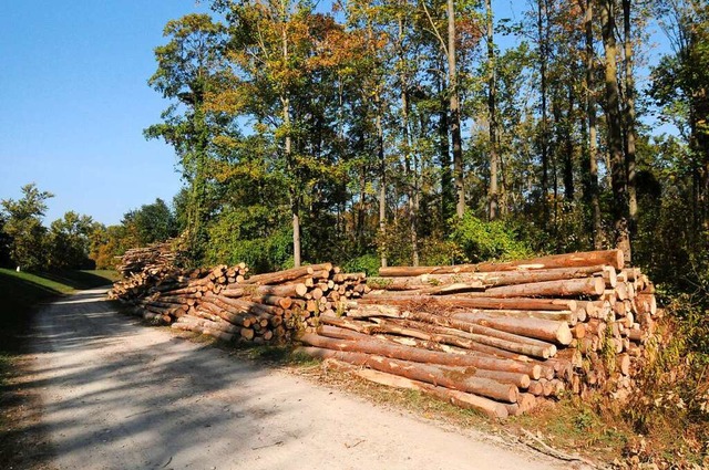 Gefllte Bume im Schwanauer Wald  | Foto: WOLFGANG KUENSTLE               