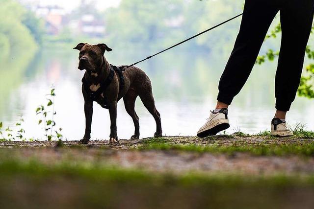 Nach Rehrissen: Jäger fordert eine Leinenpflicht für Hunde in Stegen-Eschbach