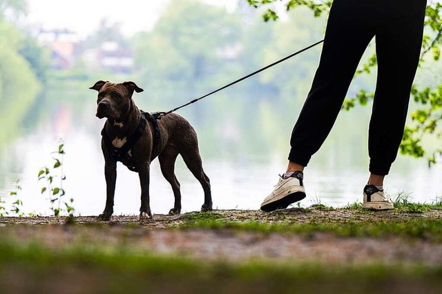 Kann eine Leinenpflicht Rehe vor Hunde... der Gemeinderat in Stegen diskutiert.  | Foto: Mohssen Assanimoghaddam (dpa)