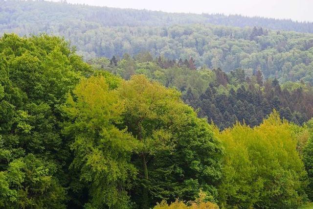 Steinens Forst winken 900.000 Euro aus dem Bundeshaushalt für Klima-Anpassung