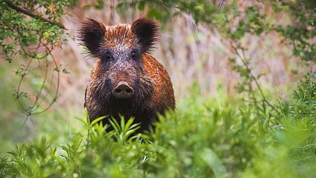 Wo ein Wald ist, sind Wildschweine nic... mal wieder auf Fuballpltzen fndig.  | Foto: Jakub Mrocek
