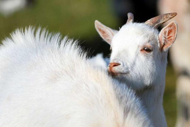 Tote Tiere in Frhnd und Aitern: Es war kein Wolf