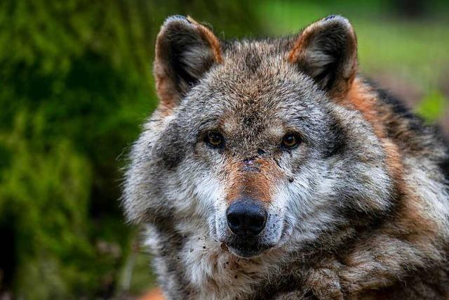 Österreich und Schweiz senken Abschuss-Hürde für Wölfe