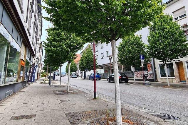 Extreme Trockenheit macht Stadtbäumen in Rheinfelden zu schaffen