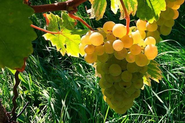 Medaillenregen fr Markgrfler Gutedel bei Mondial du Chasselas