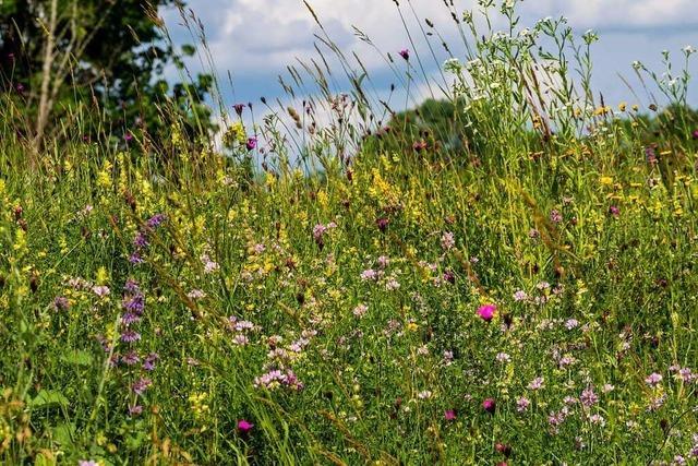 Wie Blumenwiesen am Hochrhein und im Hotzenwald zur Artenvielfalt beitragen