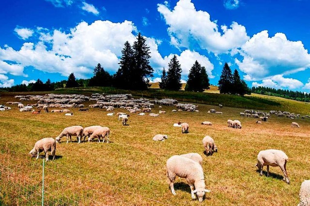 Schafe am Feldberg erfreuen Urlauber, Bauern  sind in Sorge um die Tiere.  | Foto: Thomas Eisenhuth