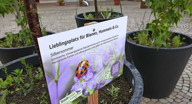 Auf dem Mnsterplatz stehen seit vergangener Woche vier Bumchen.   | Foto: Florian Schmieder