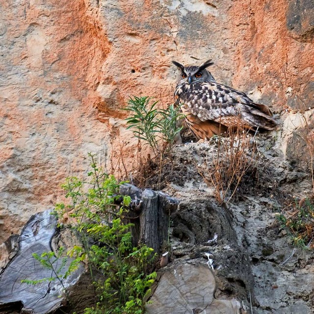 Diesen imposanten Uhu konnte in der Ei...aus sicherer Entfernung fotografieren.  | Foto: Stefan Eichhorn