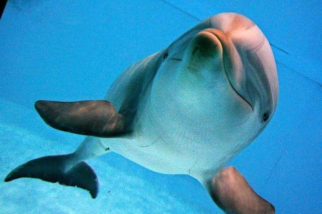 Der Delfin in uns: Mensch und Meeressäuger haben einige Gemeinsamkeiten