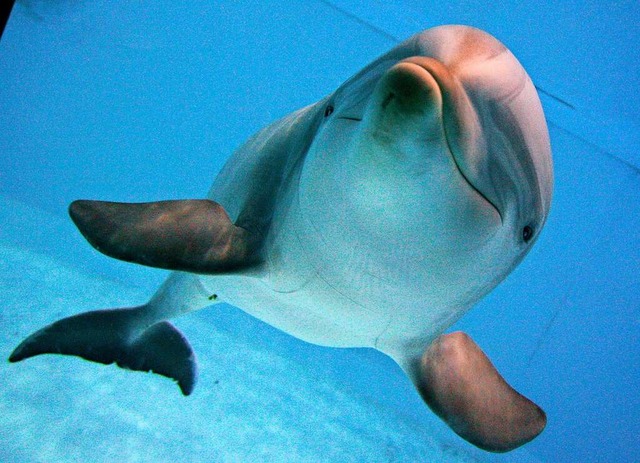Delfine sind auch verspielt.  | Foto: Daniel Karmann