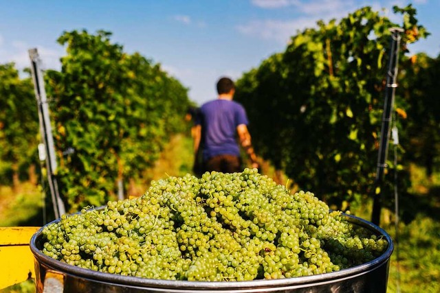 Beim Badischen Wein gibt es einen Absatzrckgang  (Symbolbild).  | Foto: Philipp von Ditfurth