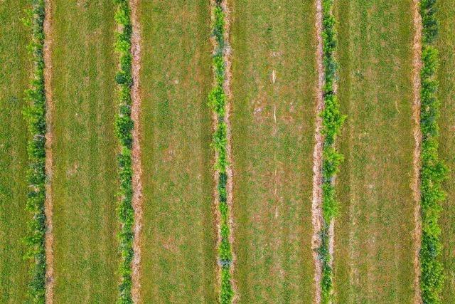 Kein Acker ohne Baum? Landwirte wollen die Erde vor Drre schtzen