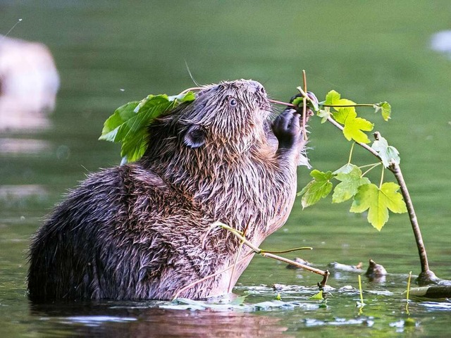 Fleiiger Schaffer: der Biber in Titisee.  | Foto: Herbert Steffny