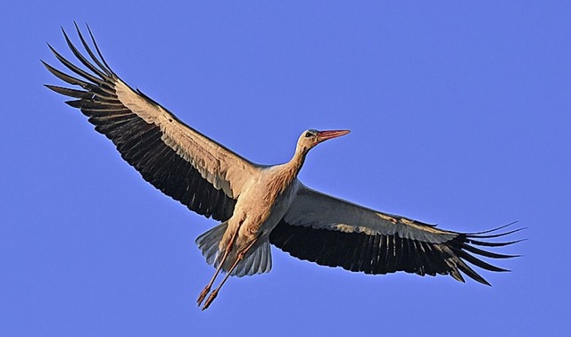 Mancher Storch legt weite Wege zurck.  | Foto: Patrick Pleul (dpa)