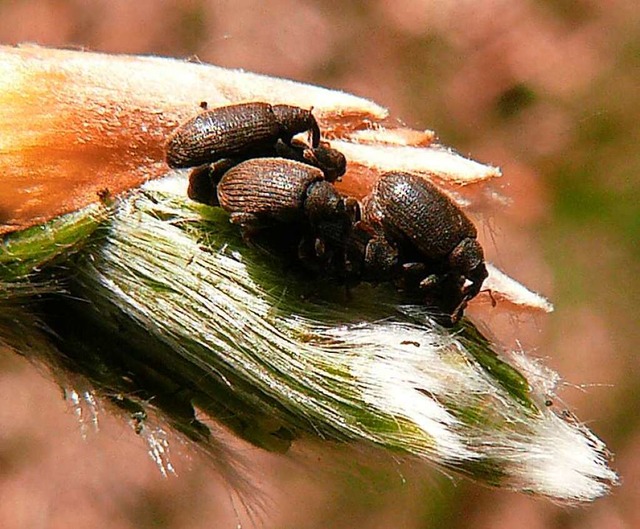 Die Larven des nur zwei Millimeter kle...s fressen Lcher in die Buchenbltter.  | Foto: Abalg