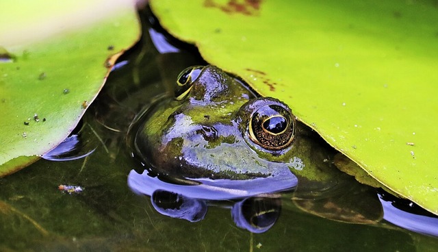   | Foto: Harald Hfler