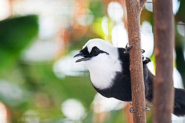 Der Zolli rechtfertigt die hheren Ein...Investitionskosten ins neue Vogelhaus.  | Foto: Torben Weber