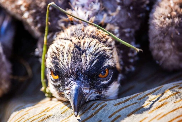 Dieser Fischadler scheint keine Lust a...r ihn: Seine Fnge sind noch zu klein.  | Foto: Jens Bttner (dpa)
