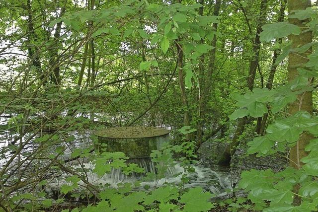 Mit dem BUND zur naturnahen Trinkwasserverworgen in den Wald der Langen Erlen in Basel