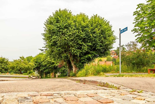 Die Linden neben der Strae An der Ste...nierung mehr Raum frs Wachstum haben.  | Foto: Wilfried Dieckmann