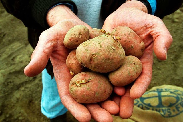Gentechnisch vernderte Kartoffeln, di...n Knollen nicht zu unterscheiden sind.  | Foto: Jens Kalaene (dpa)