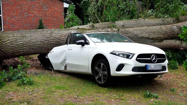Oldenburg: Ein entwurzelter Baum ist auf ein parkendes Auto gestrzt.  | Foto: - (dpa)