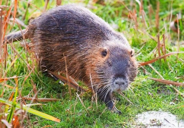 Bei einem toten Nutria im Forstrevier ...senpest-Erreger gefunden (Symbolbild).  | Foto: Julian Stratenschulte (dpa)