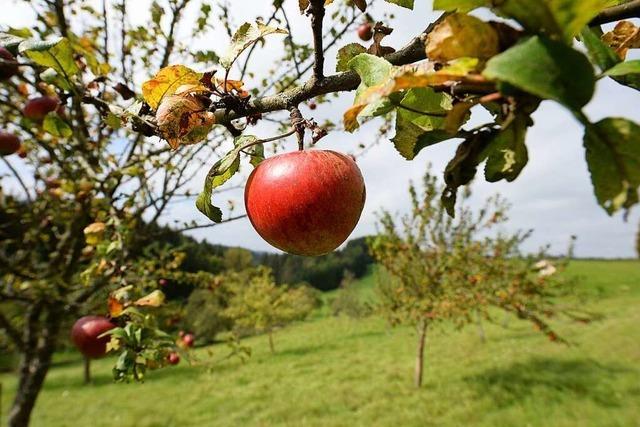 Deswegen hat der Nabu Widerspruch gegen ein Baugebiet in Ettenheim eingelegt