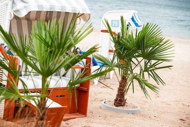 Tropical Ostsee - Palmen sollen Touristen mehr Urlaubsgefühl geben