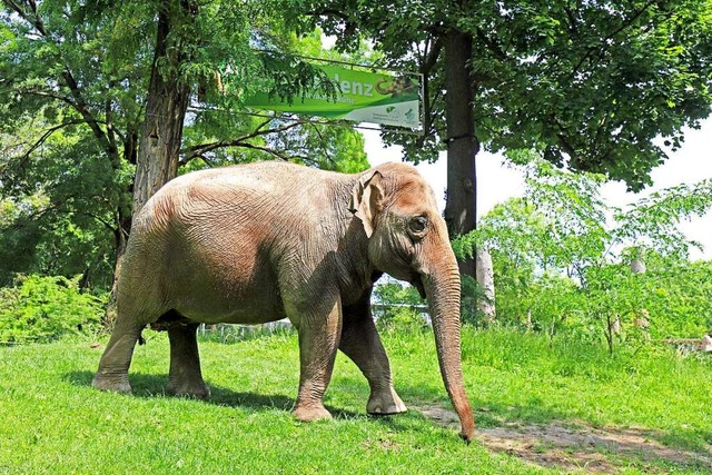 Die asiatischen Elefanten sind echte Schwergewichte.  | Foto: Timo Deible (Zoologischer Stadtgarten Karlsruhe)