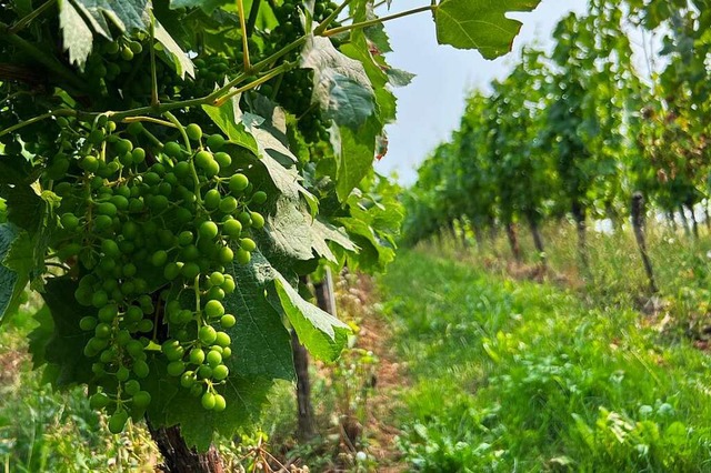 Den Reben &#8211; wie hier am Batzenbe...aus dem  sdlichen Breisgau berichten.  | Foto: Susanne Ehmann