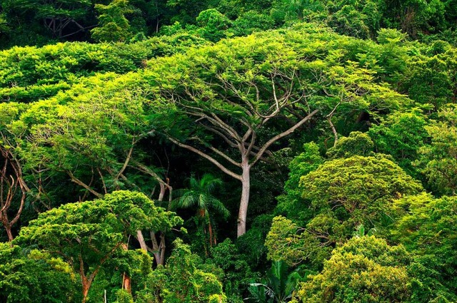 Regenwald wird im Amazonas-Gebiet weni... Doch anderswo in Brasilien umso mehr.  | Foto: Ralf Hirschberger