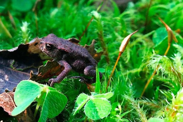 Hat ihren Lebensraum am Windgfllweihe...Babyexemplar, auch Hpferling genannt.  | Foto: Dagmar Schfer