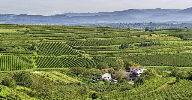 Das Weingut von Matthias Hfflin im Kaiserstuhl  | Foto: privat