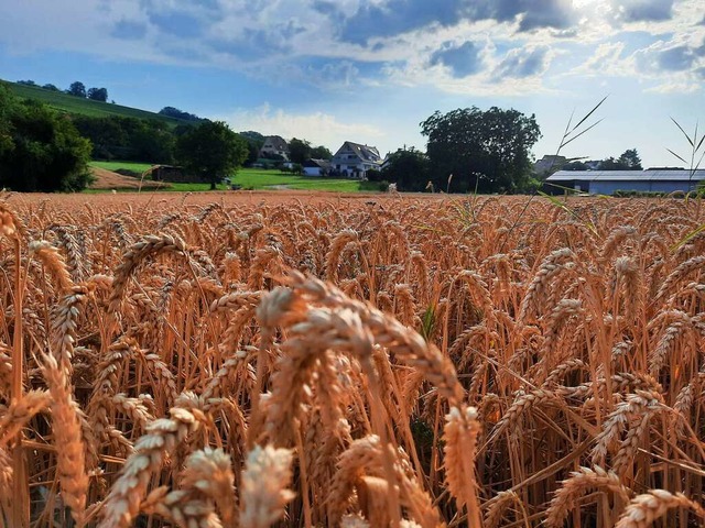 Auf dieser Flche sollte eine PV-Anlag...wirt seinen Antrag aber wieder zurck.  | Foto: Hannes Lauber