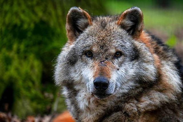 Projekt regt Kinder in Rheinfelden zum Nachdenken über den Wolf an