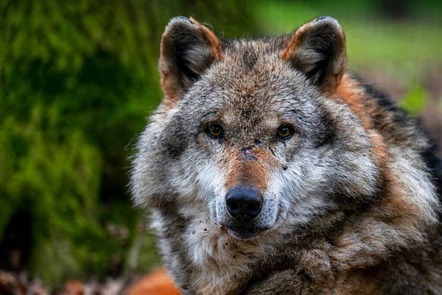 Ein Europischer Grauwolf in einem Gehege  | Foto: Sina Schuldt (dpa)