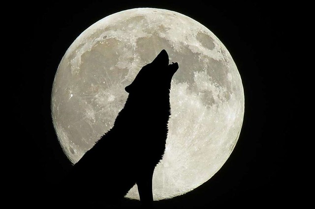 Um Wolfsgeheul hren zu knnen, braucht es keinen Vollmond.  | Foto: melanie  (stock.adobe.com)