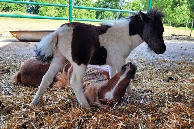 Das Shetlandpony Michel wird in Neuried-Ichenheim fr den guten Zweck versteigert