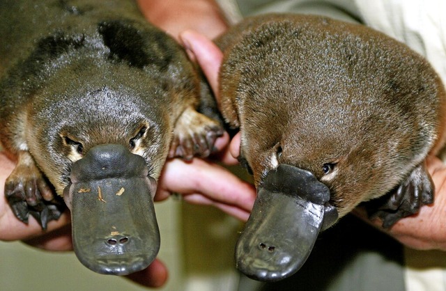 So sehen Schnabeltiere aus. Sie leben ...uropa in Ost-Australien und Tasmanien.  | Foto: TORSTEN BLACKWOOD, tb/fl/stm