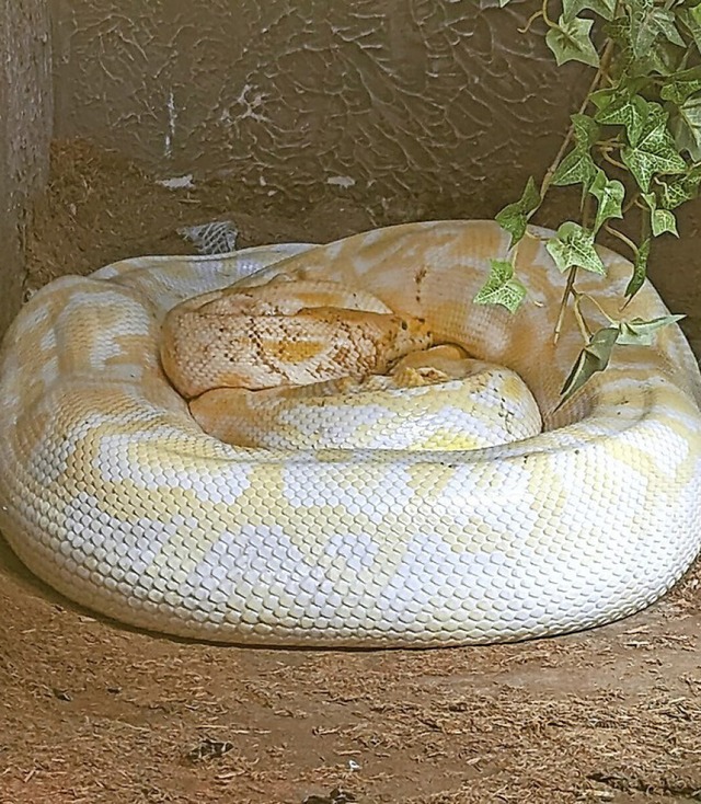 Ein Albino-Tigerpython  | Foto: Mattis Keler