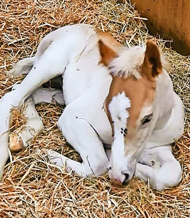 Ein Haflinger-Fohlen auf dem Hof.  | Foto: Alexandra Hulin-Doll