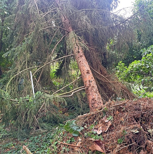 Der Sturm warf in einem Garten in der Radbrunnenallee eine Tanne  um.  | Foto: Leopold Glaser