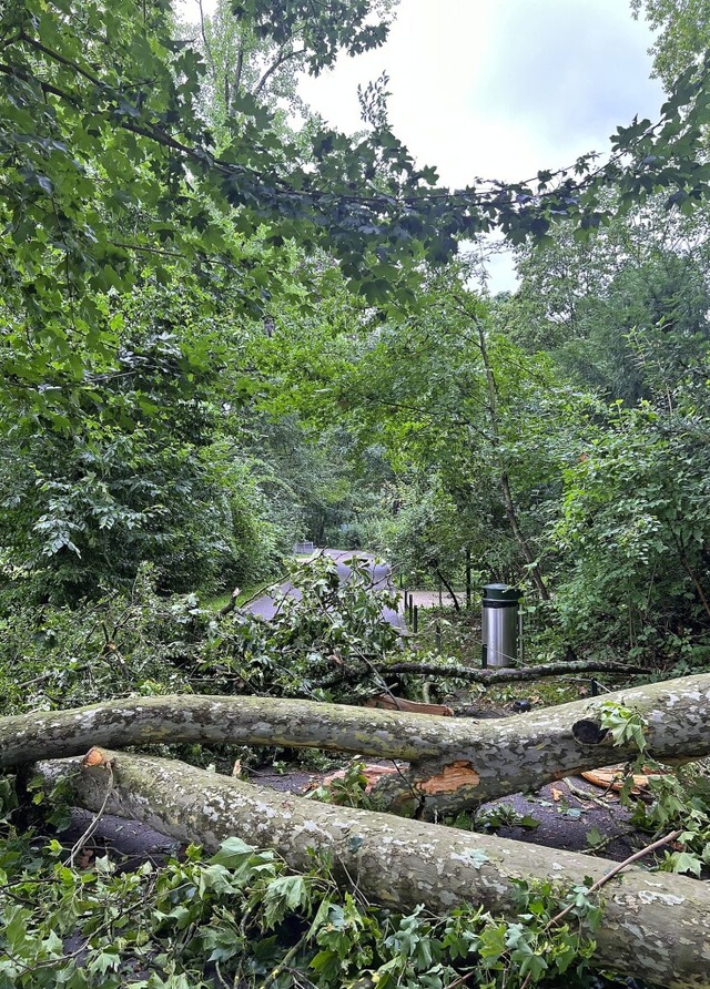 Der Sturmabend hat im Tierpark Lange E...abgerissen und Gehegezune beschdigt.  | Foto:  Tierpark Lange Erlen