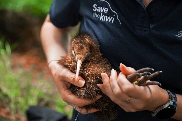 Seine Federn sind zottelig und haarart...er Kiwi ist Neuseelands Nationalvogel.  | Foto: Madison Farrant (dpa)