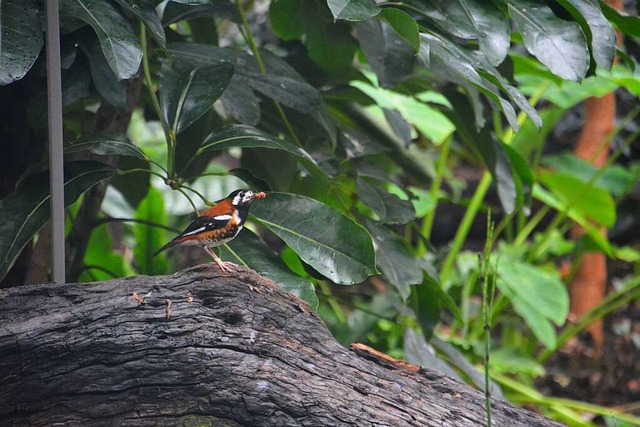 Erfolgreiche Zucht im Basler Vogelhaus... Futter fr den Nachwuchs im Schnabel.  | Foto: Savera Kang