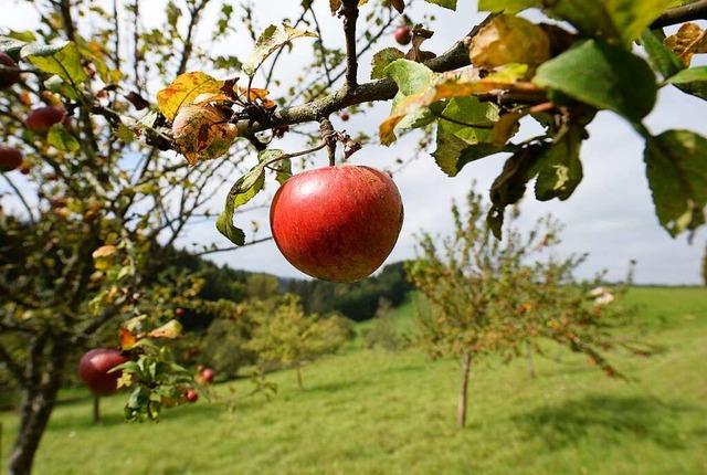 Die Streuobstwiesen am Rebberg sollen reaktiviert werden.  | Foto: Patrick Seeger (dpa)