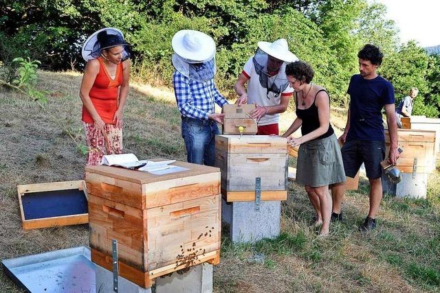 Mitglieder der Freiburger Bienen-Coop arbeiten solidarisch